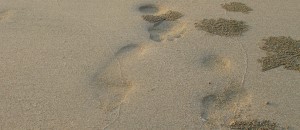 Trockenheit und Duerre